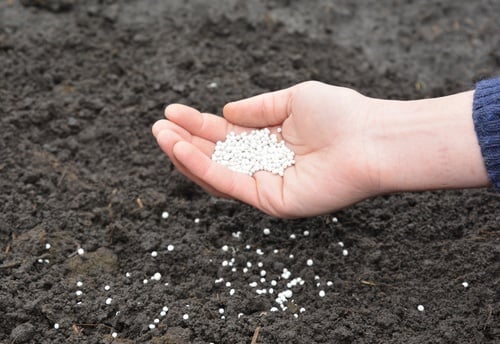 A gardener applying synthetic, granular mineral fertilizer, like nitrogen, to the soil in a vegetable garden.
