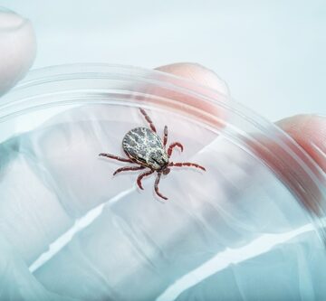 Encephalitis,Infected,Tick,Parasite,Insect,Laboratory,Tube,Glass,Vial,Science A tick in a petri dish.
