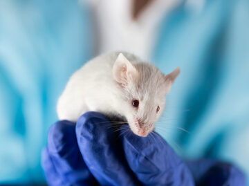 Investigator,Holds,A,Small,Laboratory,Mouse,In,Hand.,Disease,Research, ANOTHER TREATMENT FOUND TO REVERSE BRAIN AGING IN MICE