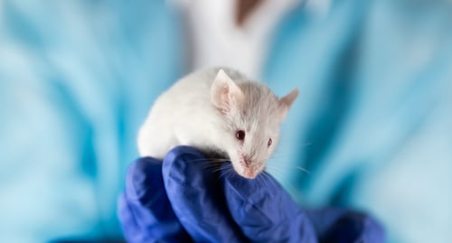 Investigator,Holds,A,Small,Laboratory,Mouse,In,Hand.,Disease,Research, ANOTHER TREATMENT FOUND TO REVERSE BRAIN AGING IN MICE