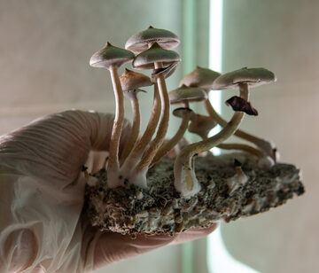 Professional,Growing,Of,Psilocybin,Mushrooms,In,America.,Scientific,Studies,Of MAGIC MUSHROOMS SHOW POSITIVE RESULTS IN TREATING ALZHEIMERS