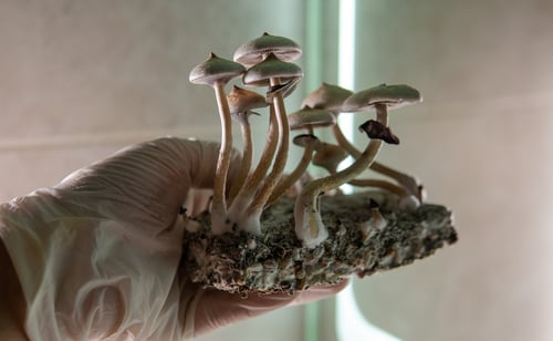 Professional,Growing,Of,Psilocybin,Mushrooms,In,America.,Scientific,Studies,Of MAGIC MUSHROOMS SHOW POSITIVE RESULTS IN TREATING ALZHEIMERS