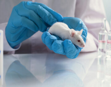 Small,Experimental,Mouse,Is,On,The,Laboratory,Researcher's,Hand. A researcher wearing blue gloves holds a small white mouse, reflecting an in vivo experimental setup.