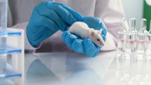 A researcher wearing blue gloves holds a small white mouse, reflecting an in vivo experimental setup.