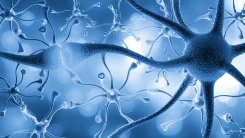 This image depicts a complex neural network, showcasing how nerve cells connect to transmit signals throughout the body. This image depicts a complex neural network, showcasing how nerve cells connect to transmit signals throughout the body.