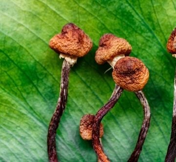 Dried mushrooms, specifically Psilocybe cubensis, often referred to as "magic mushrooms" contain psychoactive compounds, primarily psilocybin, which can cause hallucinations and alter perception. Dried mushrooms, specifically Psilocybe cubensis, often referred to as "magic mushrooms" contain psychoactive compounds, primarily psilocybin, which can cause hallucinations and alter perception.