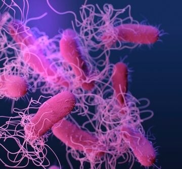 Image shows a 3D medical illustration by James Archer for the Centers for Disease Control and Prevention (CDC) depicting drug-resistant, non-typhoidal Salmonella.
