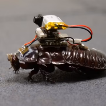 HI TECH - NOW YOU HAVE A REASON TO LIKE COCKROACHES NOW YOU HAVE A REASON TO LIKE COCKROACHES