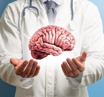 Human,Brain,Model,Over,Doctors,Hands. SCIENTISTS INTEGRATE HUMAN AND MOUSE BRAIN CELLS