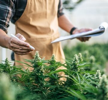 An aproned person is inspecting cannabis plants in a greenhouse.