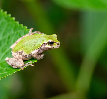 A small green tree frog, resembling a Japanese tree frog or a similar arboreal species, rests on the edge of a green leaf. A small green tree frog, resembling a Japanese tree frog or a similar arboreal species, rests on the edge of a green leaf.