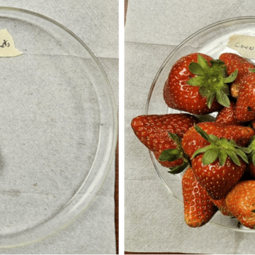 Strawberries grown in the same planting at the same time. The left photo shows the yield from an “unarmored” plant. Berries in the right photo were from a plant grown under Plant Armor. Photo: Gabriel Olawuyi, University of North Carolina Strawberries grown in the same planting at the same time. The left photo shows the yield from an “unarmored” plant. Berries in the right photo were from a plant grown under Plant Armor. Photo: Gabriel Olawuyi, University of North Carolina