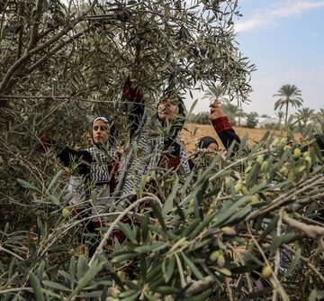 ISRAELI INVADERS CARRY OUT ATTACKS ON PALESTINIANS HARVESTING OLIVES IN THE WEST BANK
