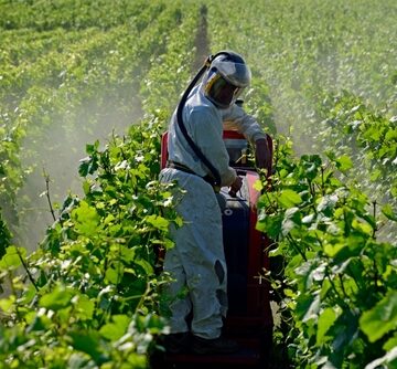 A person wearing a protective white hazmat suit and respirator mask while driving or operating a sprayer machine in a vineyard row. A person wearing a protective white hazmat suit and respirator mask while driving or operating a sprayer machine in a vineyard row.